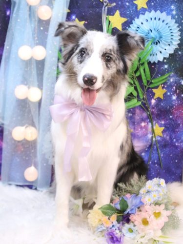 20250709アイスちゃん